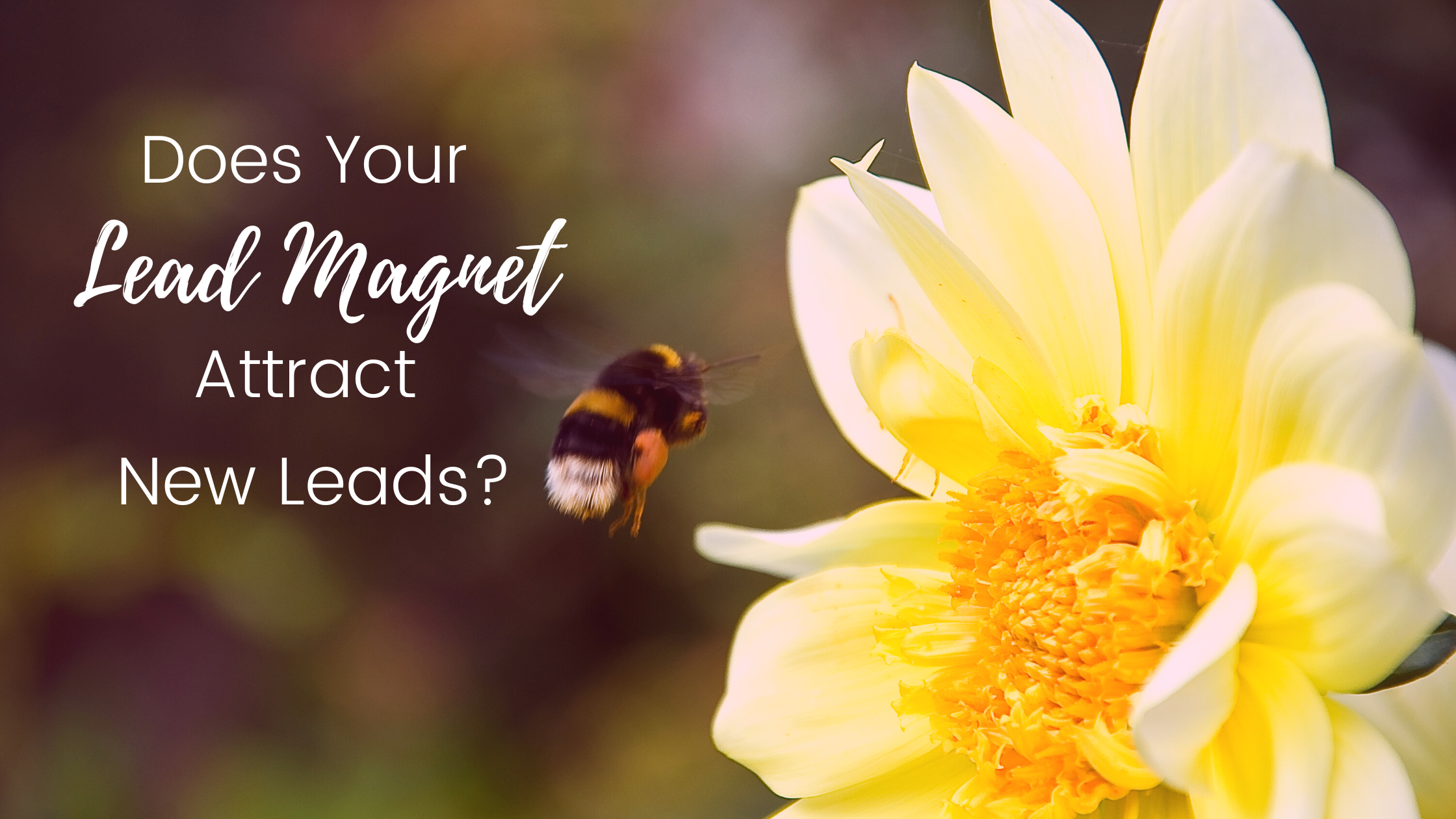 Is Your Lead Magnet Attracting New Leads?